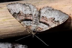 Attēlu rezultāti vaicājumam “Xanthorhoe designata”