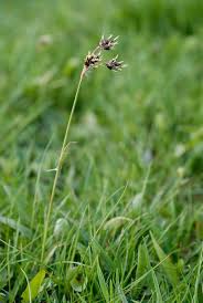 Attēlu rezultāti vaicājumam “Luzula campestris”