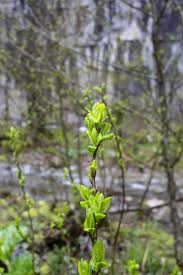 Attēlu rezultāti vaicājumam “Salix triandra male flower”