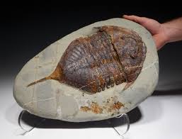 Attēlu rezultāti vaicājumam “Asaphidion pallipes”