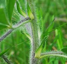 Attēlu rezultāti vaicājumam “Lamproderma puncticulatum stalked”