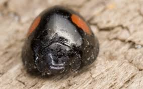 Attēlu rezultāti vaicājumam “Chilocorus renipustulatus”