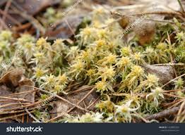 Attēlu rezultāti vaicājumam “Sphagnum palustre”