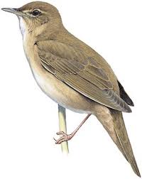 Image result for Locustella luscinioides