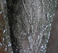 Attēlu rezultāti vaicājumam “Yponomeuta evonymella imago”