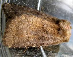 Attēlu rezultāti vaicājumam “Rusina ferruginea male”