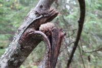 Attēlu rezultāti vaicājumam “Gloiodon strigosus”