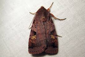 Attēlu rezultāti vaicājumam “Diarsia brunnea”