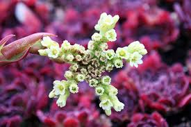 Attēlu rezultāti vaicājumam “Jovibarba globifera flower”