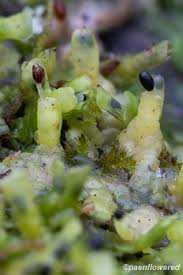 Attēlu rezultāti vaicājumam “Radula complanata sporophyte”