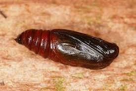 Attēlu rezultāti vaicājumam “Catarhoe cuculata”