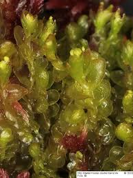 Attēlu rezultāti vaicājumam “Mylia anomala”