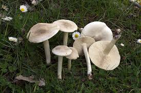 Image result for Melanoleuca rasilis var. pseudoluscina