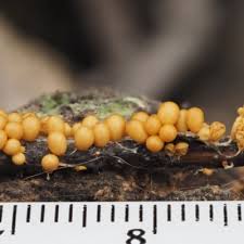 Attēlu rezultāti vaicājumam “Leocarpus fragilis spores”