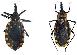 Attēlu rezultāti vaicājumam “Tritomaria exsecta”