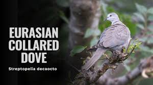 Attēlu rezultāti vaicājumam “Streptopelia decaocto adult”