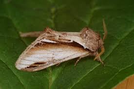 Attēlu rezultāti vaicājumam “Pheosia gnoma”