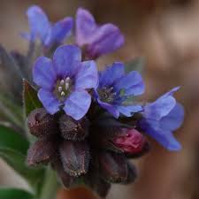 Image result for Lungenkraut