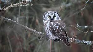 Image result for Aegolius funereus