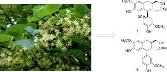 Attēlu rezultāti vaicājumam “Tilia amurensis”