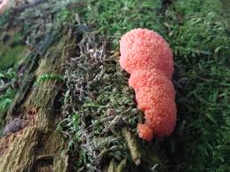 Attēlu rezultāti vaicājumam “Tubifera ferruginosa (subsp. ferruginosa) spores”