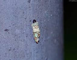 Attēlu rezultāti vaicājumam “Proutia betulina”