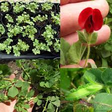 Image result for Lotus tetragonolobus