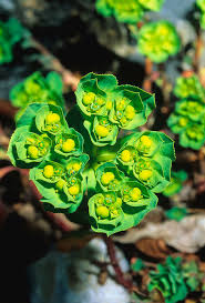 Attēlu rezultāti vaicājumam “Euphorbia helioscopia leaf”