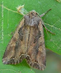 Attēlu rezultāti vaicājumam “Lacanobia suasa”