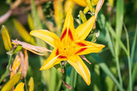 Attēlu rezultāti vaicājumam “Hemerocallis lilioasphodelus”