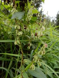 Attēlu rezultāti vaicājumam “Fallopia dumetorum”