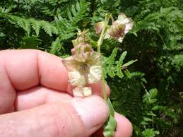 Attēlu rezultāti vaicājumam “Bulbochaete mirabilis”