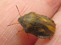 Attēlu rezultāti vaicājumam “Eurygaster testudinaria nymph”