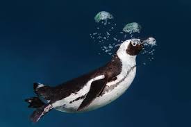 Image result for Spheniscus demersus