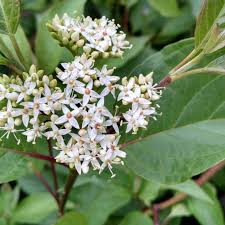 Attēlu rezultāti vaicājumam “Cornus sericea”