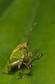 Attēlu rezultāti vaicājumam “Elasmostethus interstinctus nymph”