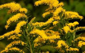 Attēlu rezultāti vaicājumam “Solidago virgaurea leaf”