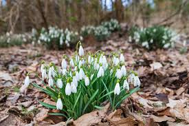 Attēlu rezultāti vaicājumam “Galanthus nivalis leaf”