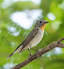 Image result for Ficedula albicilla