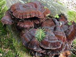 Attēlu rezultāti vaicājumam “Ischnoderma benzoinum”