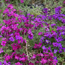 Image result for Aubrieta hybrida (cultorum)