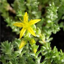 Image result for Mauerpfeffer