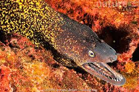 Image result for Muraena helena