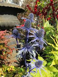 Attēlu rezultāti vaicājumam “Eryngium maritimum bud”
