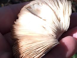 Attēlu rezultāti vaicājumam “Macrolepiota”