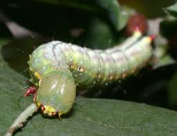 Attēlu rezultāti vaicājumam “Ptilodon capucina imago”