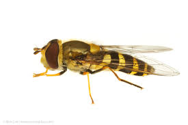 Attēlu rezultāti vaicājumam “Syrphus sp.”