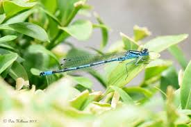 Attēlu rezultāti vaicājumam “Coenagrion puella male”