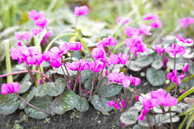 Attēlu rezultāti vaicājumam “Cyclamen hederifolium”