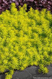 Attēlu rezultāti vaicājumam “Sedum rupestre”